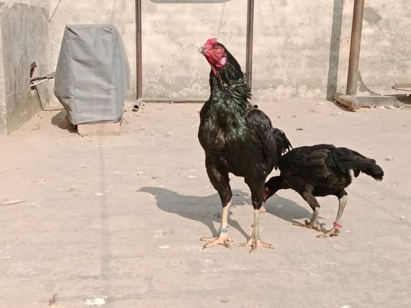 heavy buff/thai pathy /quality/white heera /aseel pair/pure aseel hen 1