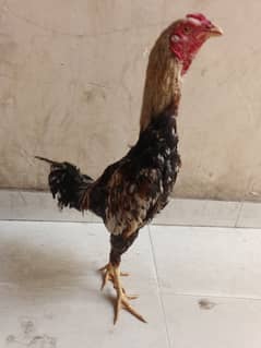 Aseel pair for sale