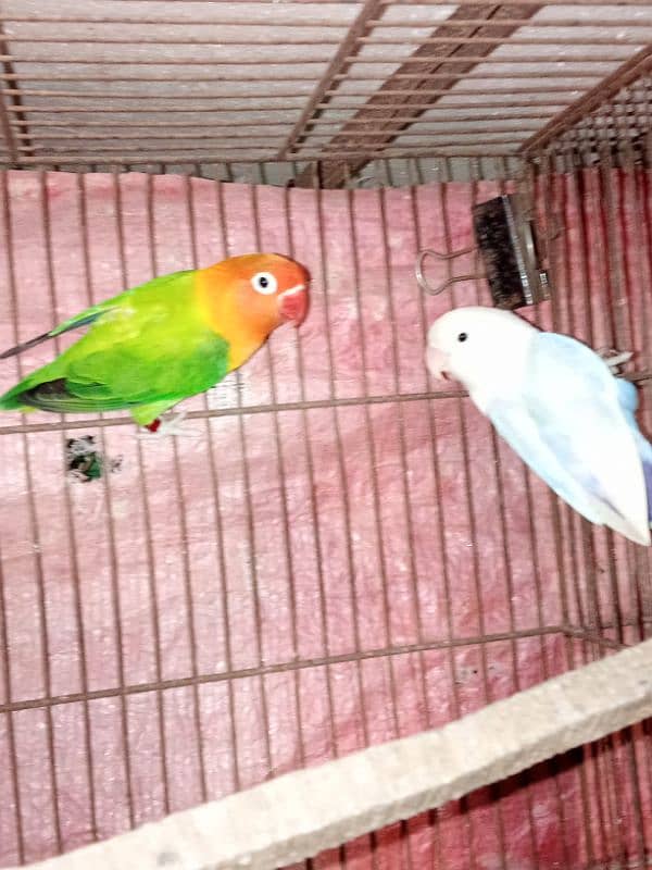 GREEN OPALINE AND PASTEL SPLIT INO 8