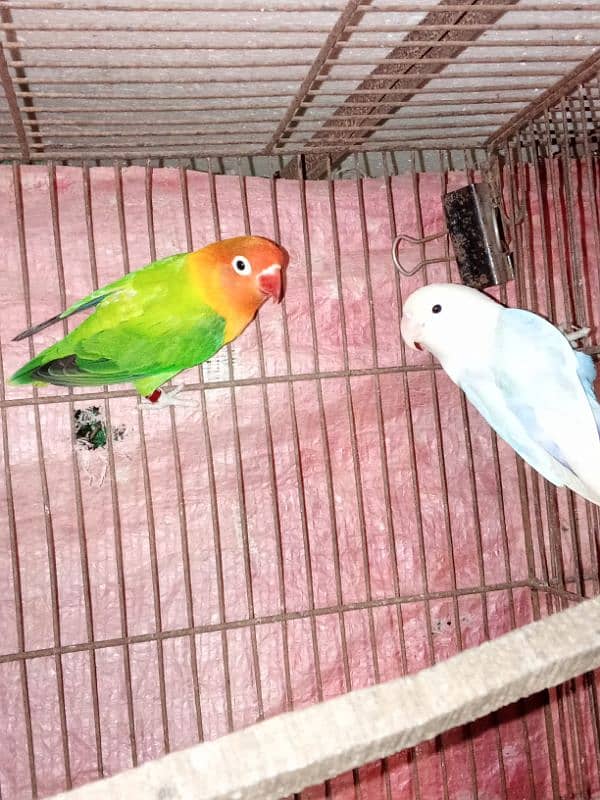 GREEN OPALINE AND PASTEL SPLIT INO 9