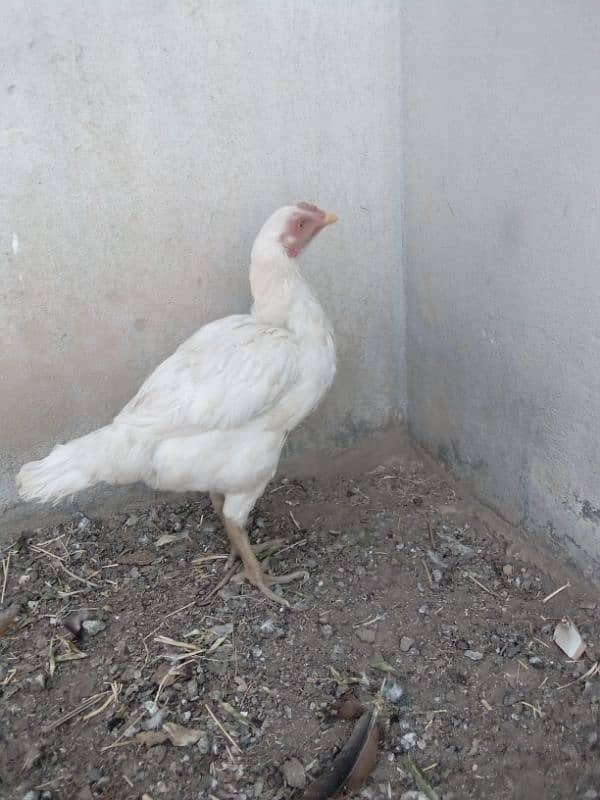 best white colour female morgi sale 1