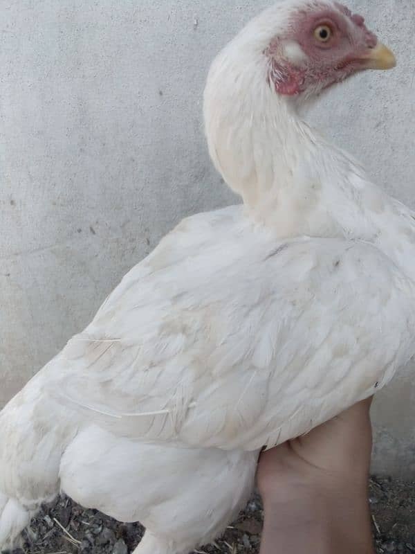 best white colour female morgi sale 2