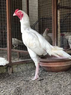 Aseel Heera Chicks | Mushkay Chicks | Aseel hen | Chicks For sale