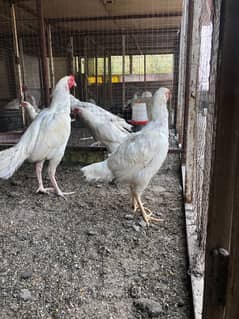 Aseel Heera Chicks | Mushkay Chicks | Aseel hen | Chicks For sale