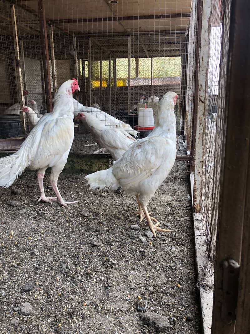 Aseel Heera Chicks | Mushkay Chicks | Aseel hen | Chicks For sale 1