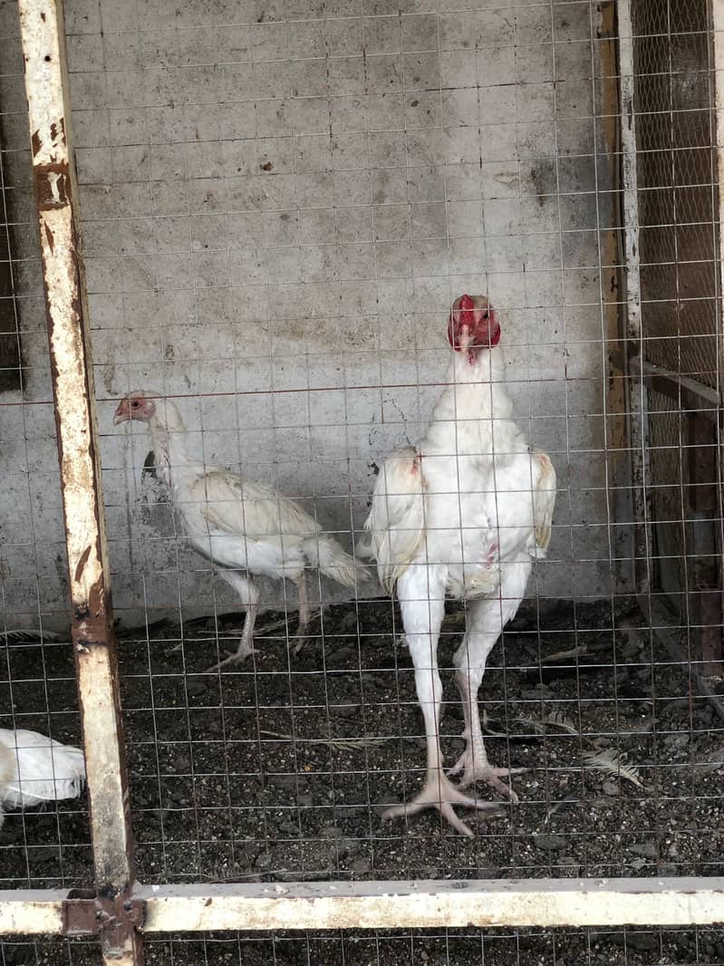 Aseel Heera Chicks | Mushkay Chicks | Aseel hen | Chicks For sale 3