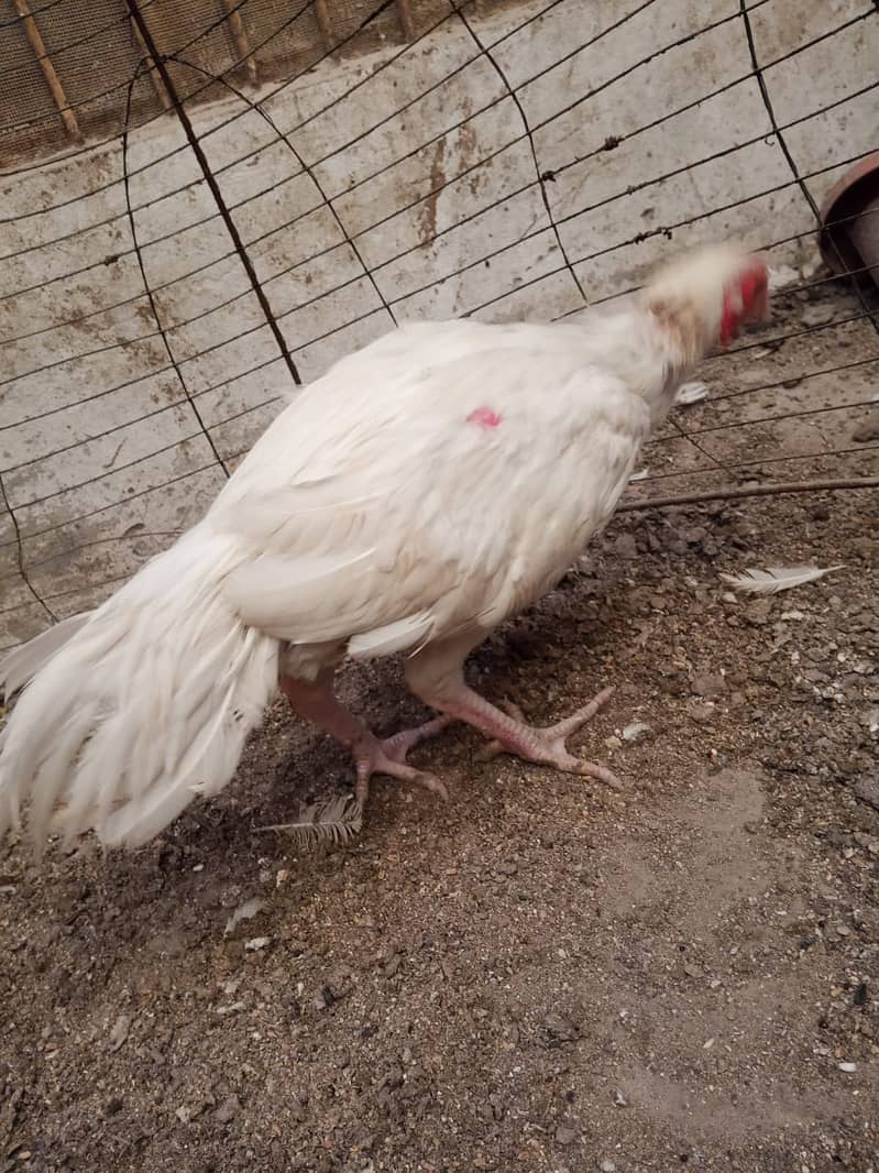 Aseel Heera Chicks | Mushkay Chicks | Aseel hen | Chicks For sale 5