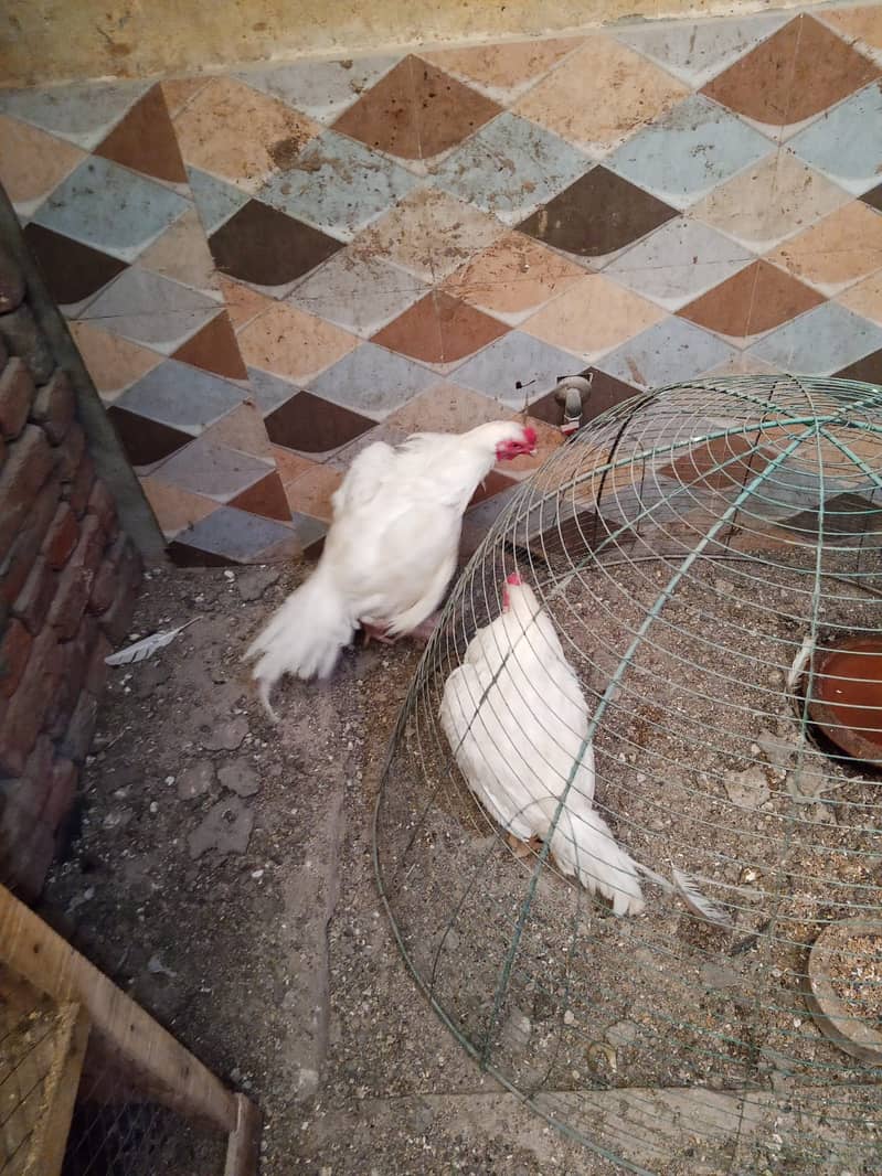 Aseel Heera Chicks | Mushkay Chicks | Aseel hen | Chicks For sale 7