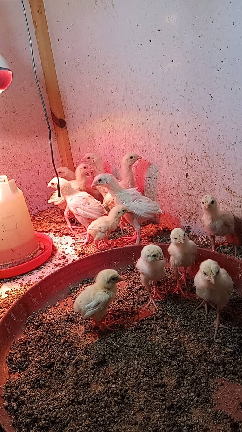 Aseel Heera Chicks | Mushkay Chicks | Aseel hen | Chicks For sale 12