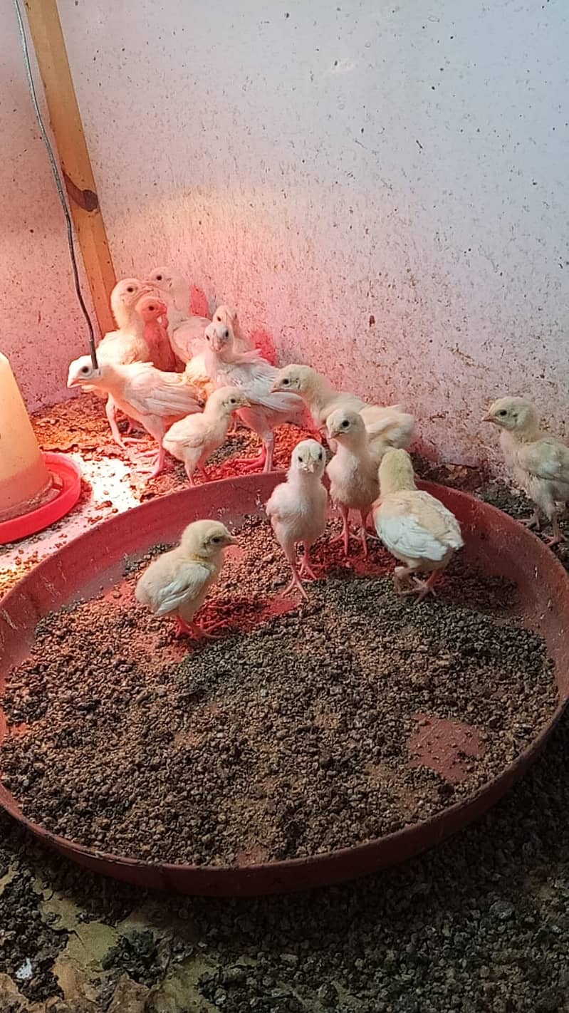 Aseel Heera Chicks | Mushkay Chicks | Aseel hen | Chicks For sale 16