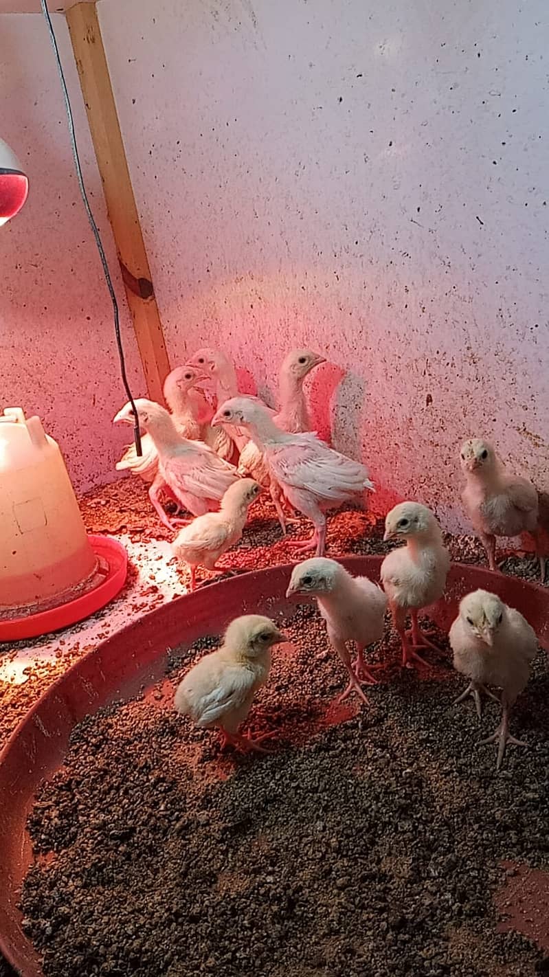 Aseel Heera Chicks | Mushkay Chicks | Aseel hen | Chicks For sale 17