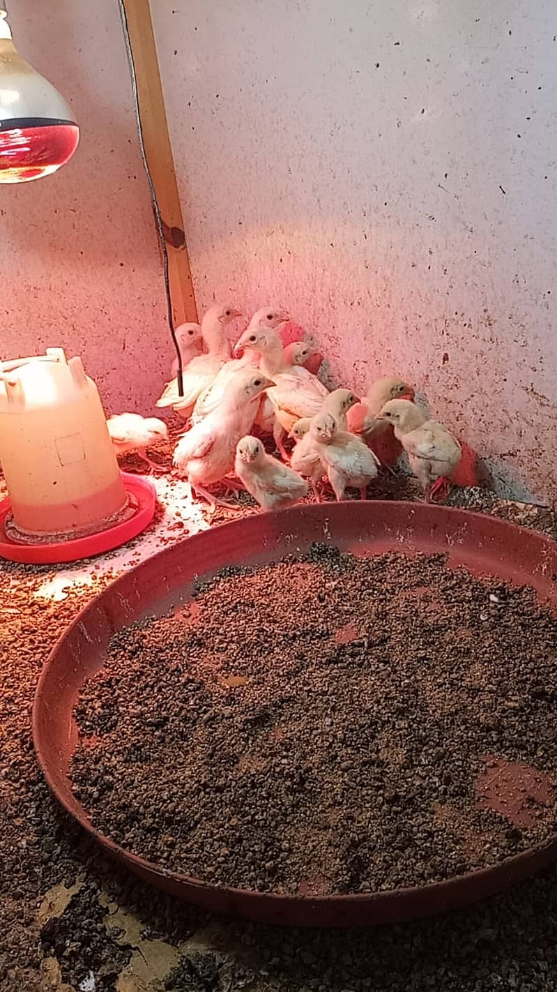 Aseel Heera Chicks | Mushkay Chicks | Aseel hen | Chicks For sale 18