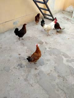 Mirsi hens for sale