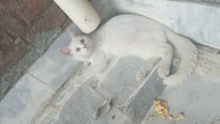 Persian cate for sale