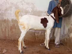 gabhin 3.5 month pure nawabshah nasal bakri goat