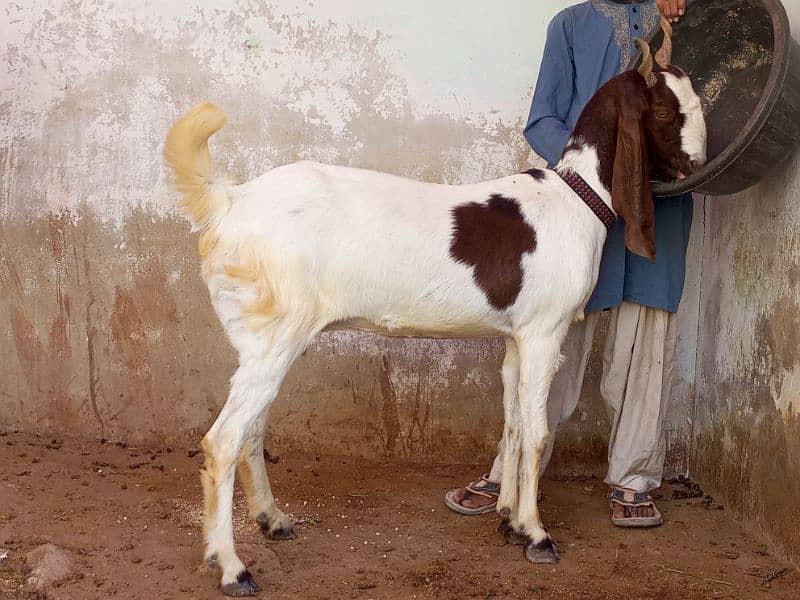 gabhin 3 months bakri goat6 1