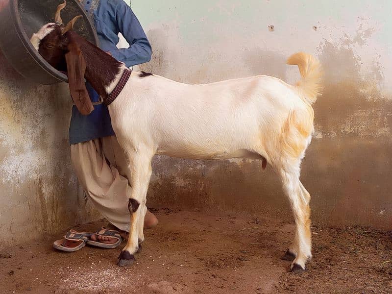 gabhin 3 months bakri goat6 2