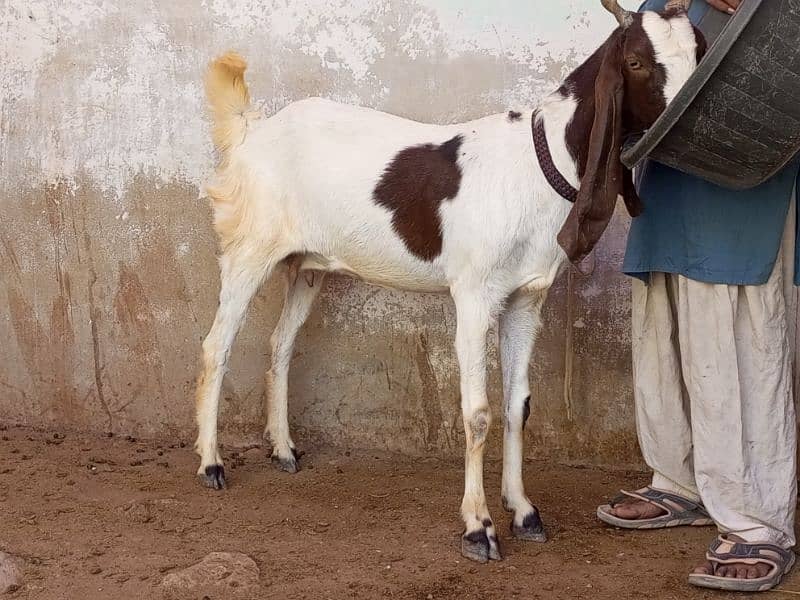 gabhin 3 months bakri goat6 0