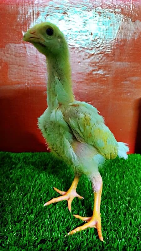 King of Shamo White Oh Shamo Chick's for sale. Age 15 days. 1