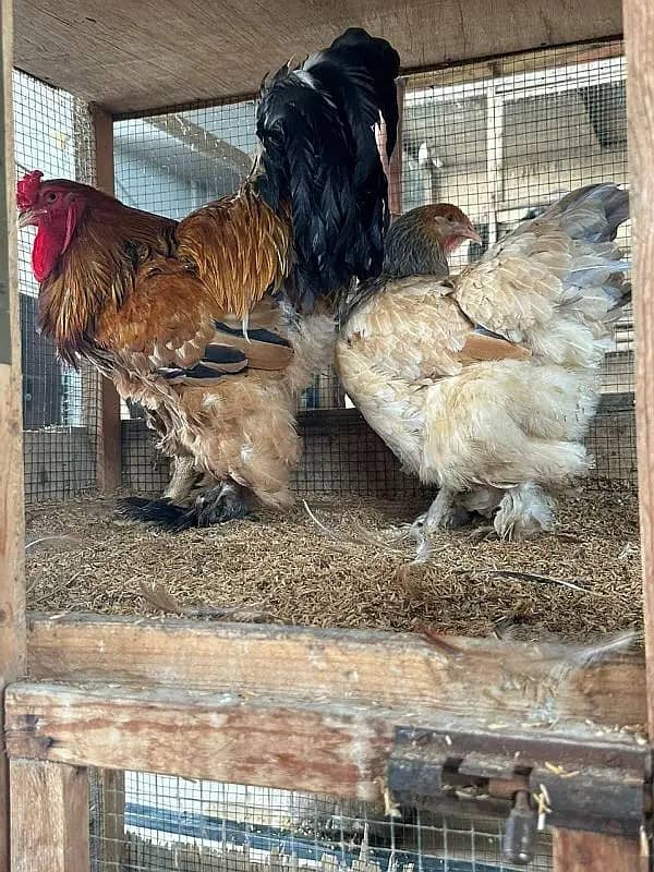 O SHAMO / BRAHMA / COCHINS BUFF / BANTAM PHENIX / Hens/Heera 3