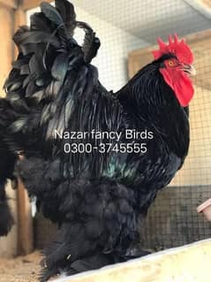 O SHAMO / BRAHMA / COCHINS BUFF / BANTAM PHENIX / Hens/Heera