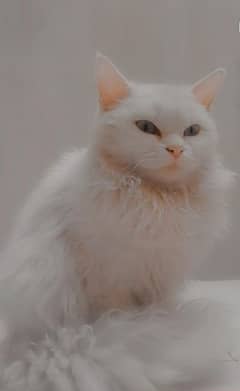 Persian Cat for Sale