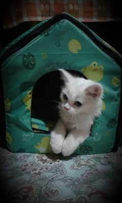 Persian Cat for Sale