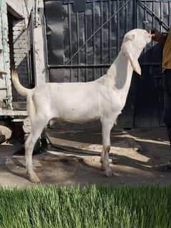  Perfect Goats at the Best Price! 