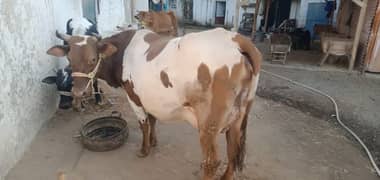 cow for sale