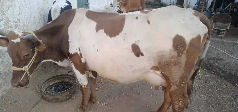 cow for sale 1