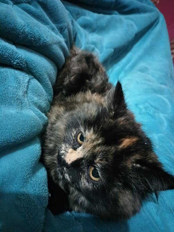 Persian kitten for Sell Urgent 1