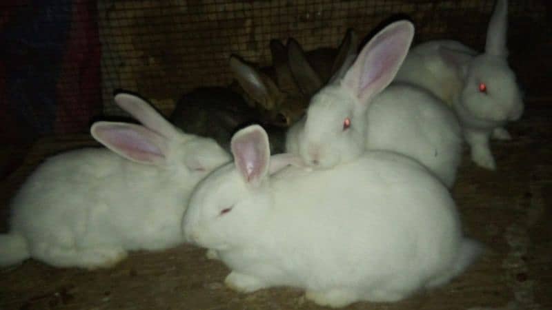 NZ white American chenchala bunny 0