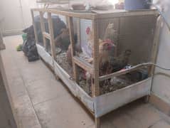 Hens setup for sale