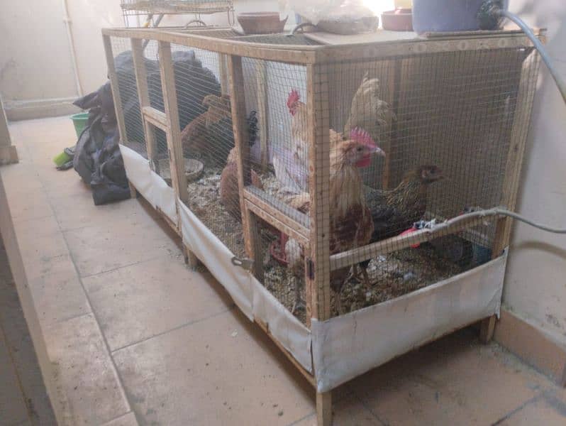 Hens setup for sale 0