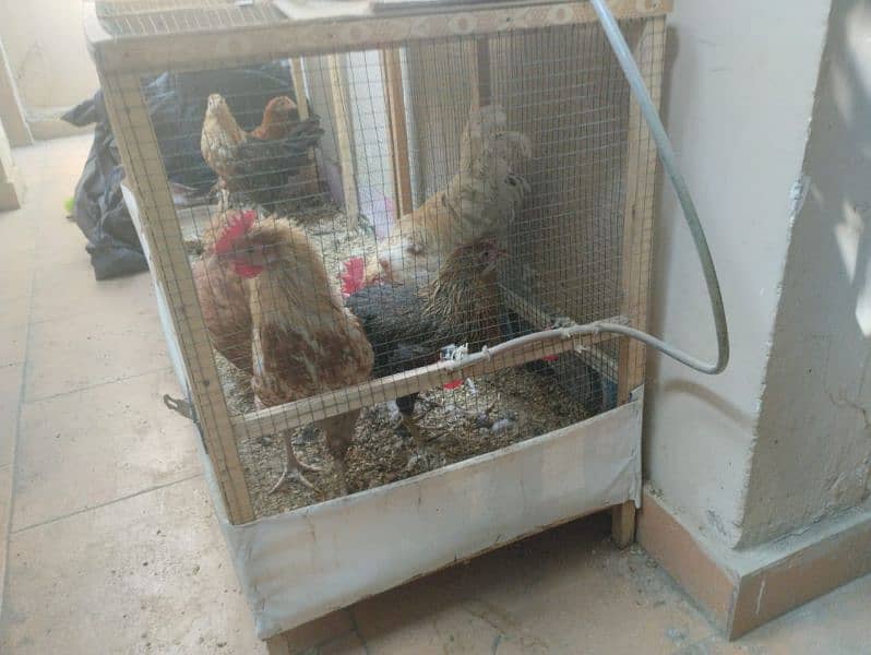 Hens setup for sale 1