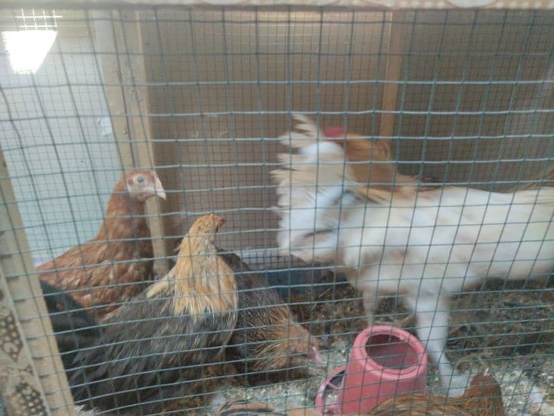 Hens setup for sale 2