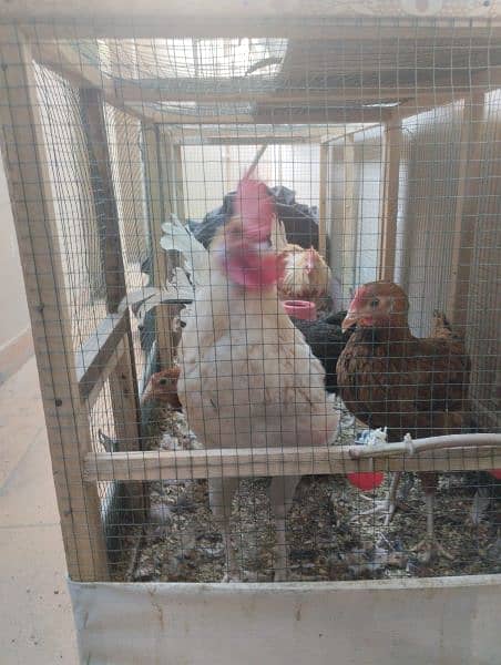 Hens setup for sale 3