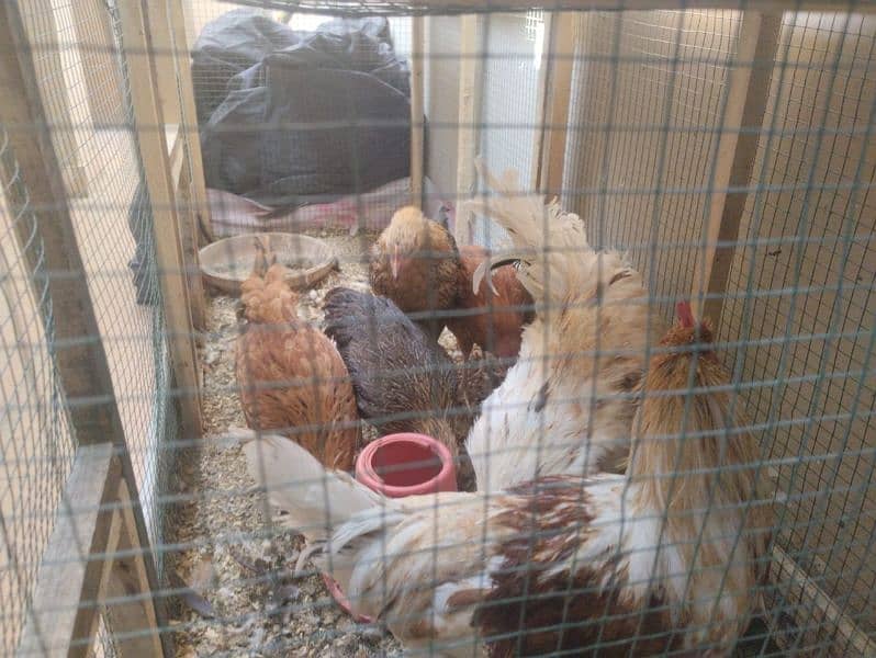 Hens setup for sale 4