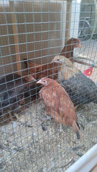 Hens setup for sale 5