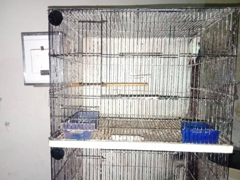 4 portion cage and albino split breeder pair available 3