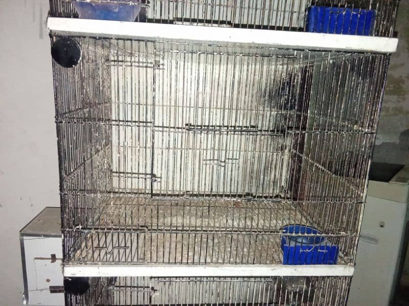 4 portion cage and albino split breeder pair available 4