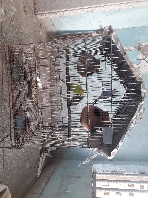 Australian parrots 2 pair with cage. 0