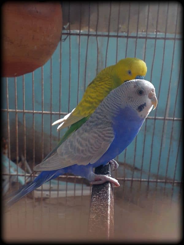 Australian parrots 2 pair with cage. 2