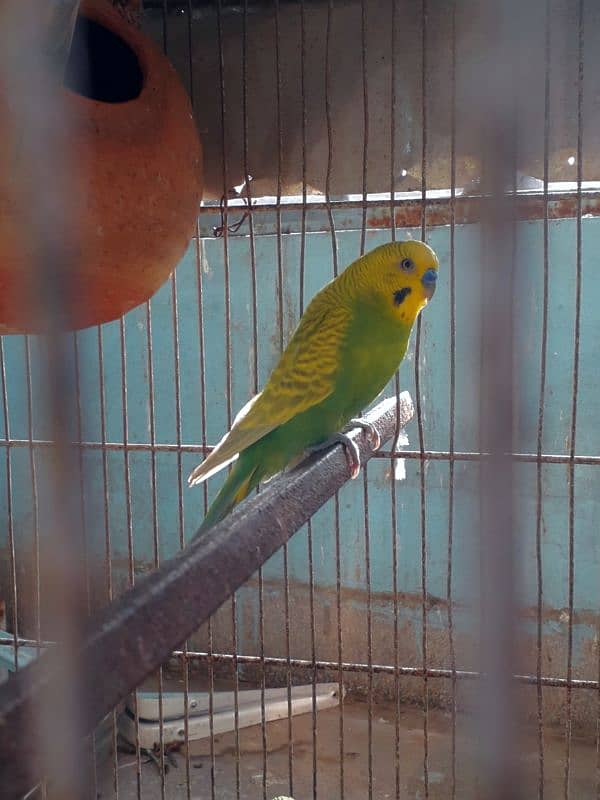 Australian parrots 2 pair with cage. 3