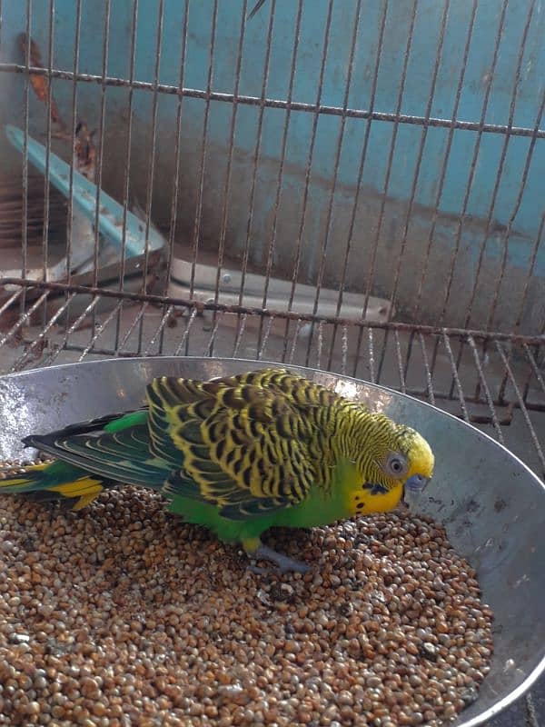 Australian parrots 2 pair with cage. 4