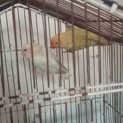 Love birds pair pastelino spirit female or albino male