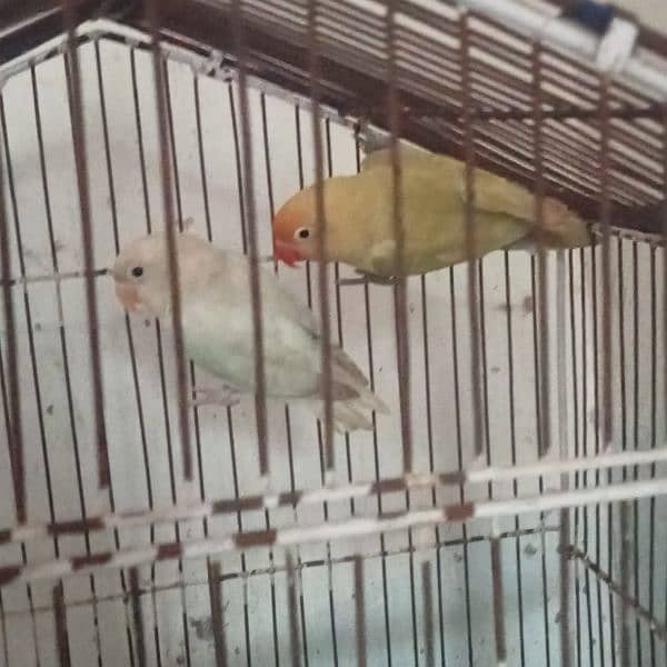 Love birds pair pastelino spirit female or albino male 0