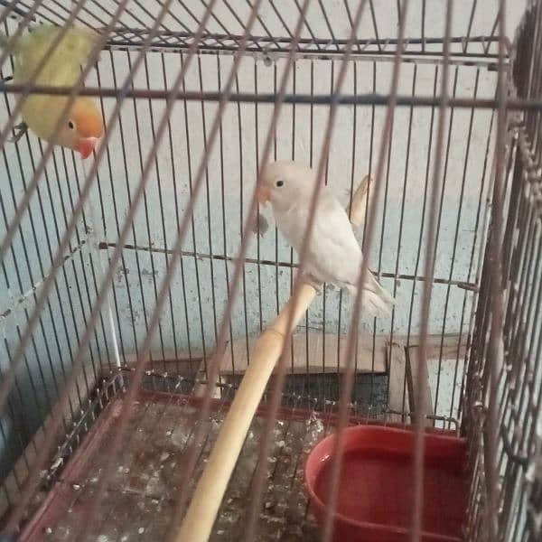 Love birds pair pastelino spirit female or albino male 3