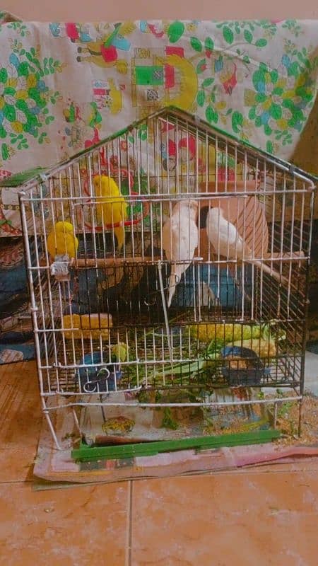 Budgies for sale 0