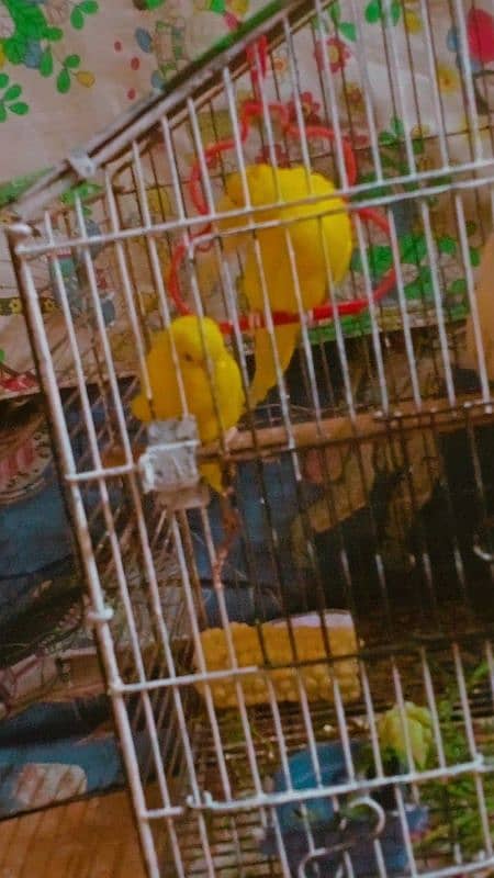 Budgies for sale 1